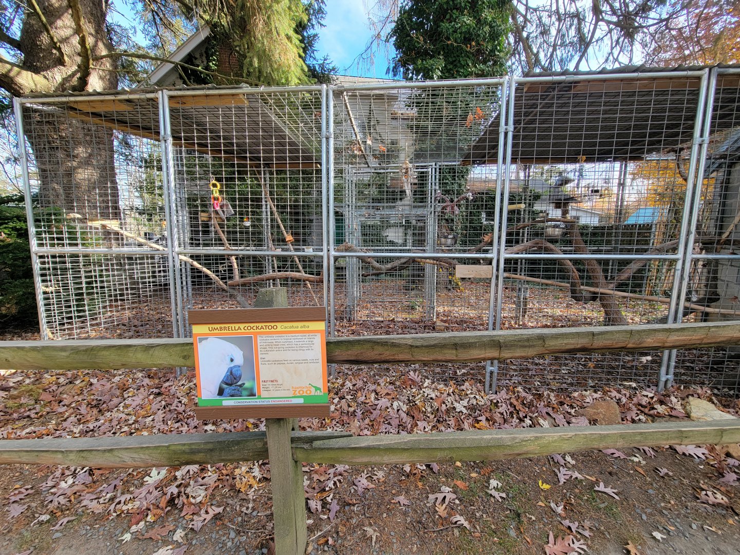 Plumpton Park - Umbrella cockatoo, formerly arctic fox