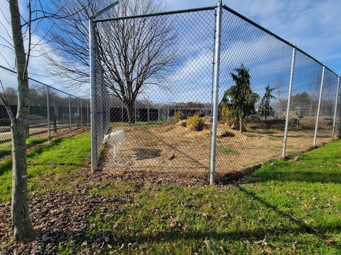 Plumpton Park - Wolves