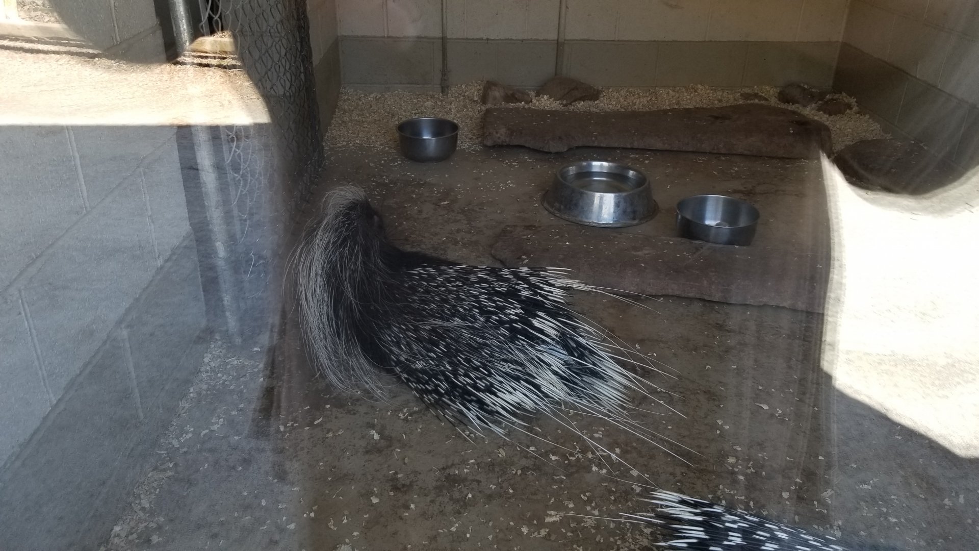 Plumpton Park Zoo - African crested porcupines