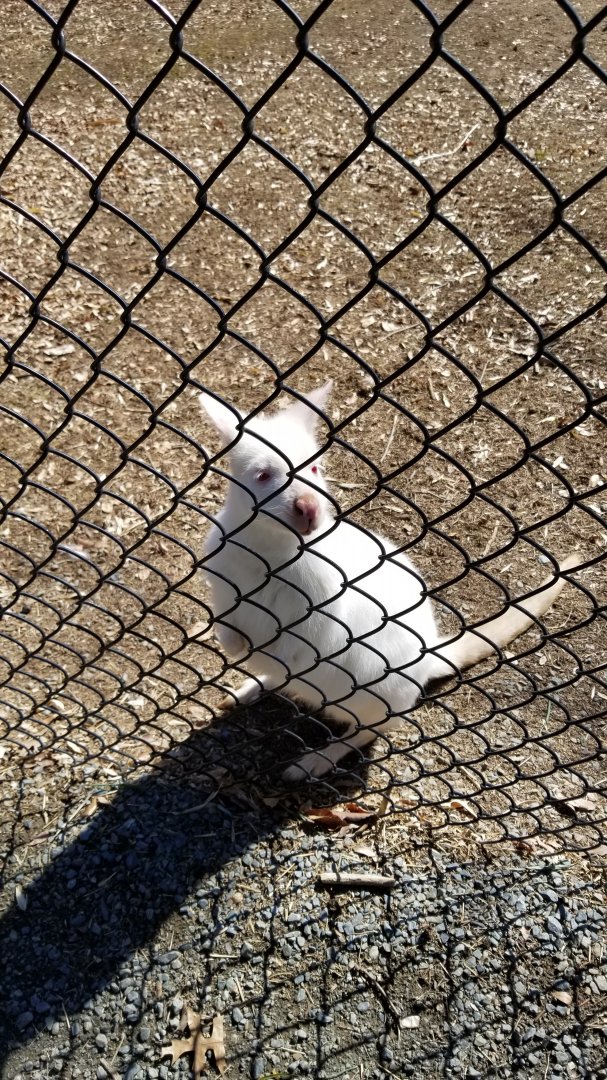 Plumpton Park Zoo - Albino red-necked wallaby