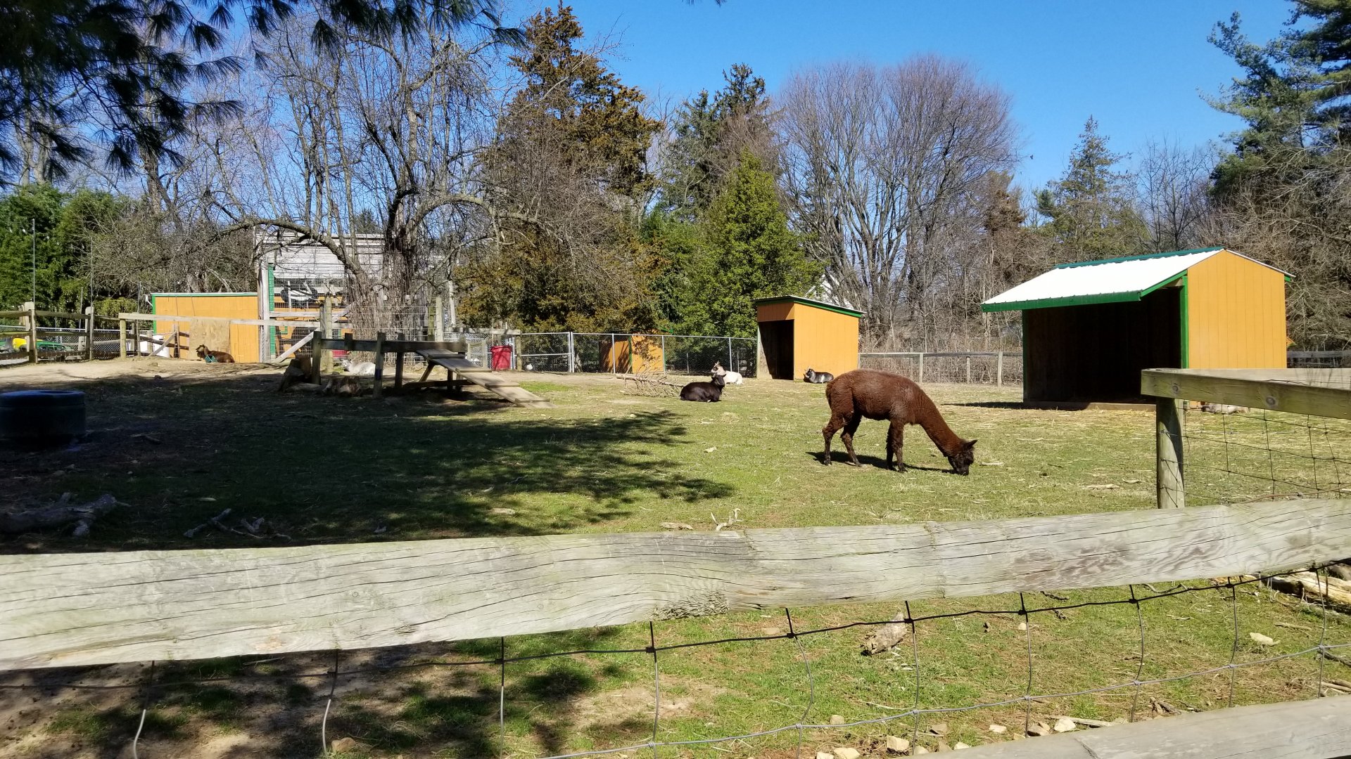 Plumpton Park Zoo - Alpaca and goats