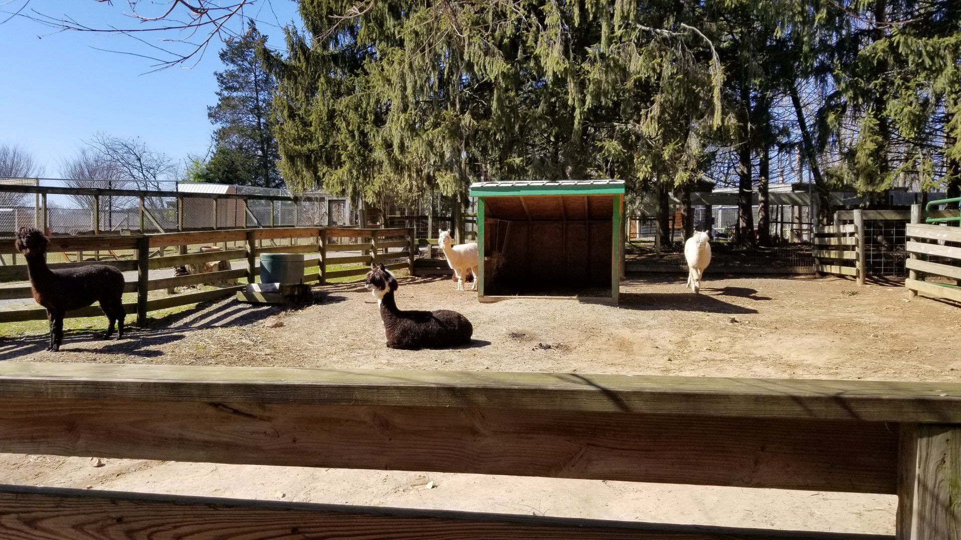 Plumpton Park Zoo - Alpacas