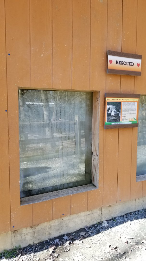 Plumpton Park Zoo - American Alligator