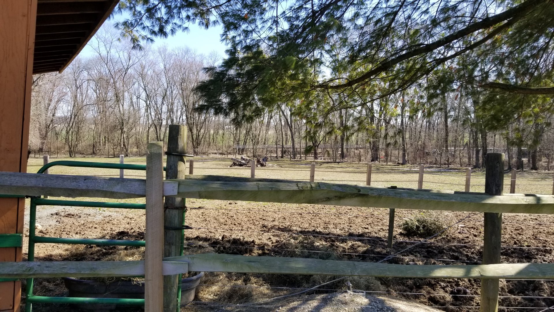 Plumpton Park Zoo - American bison yard