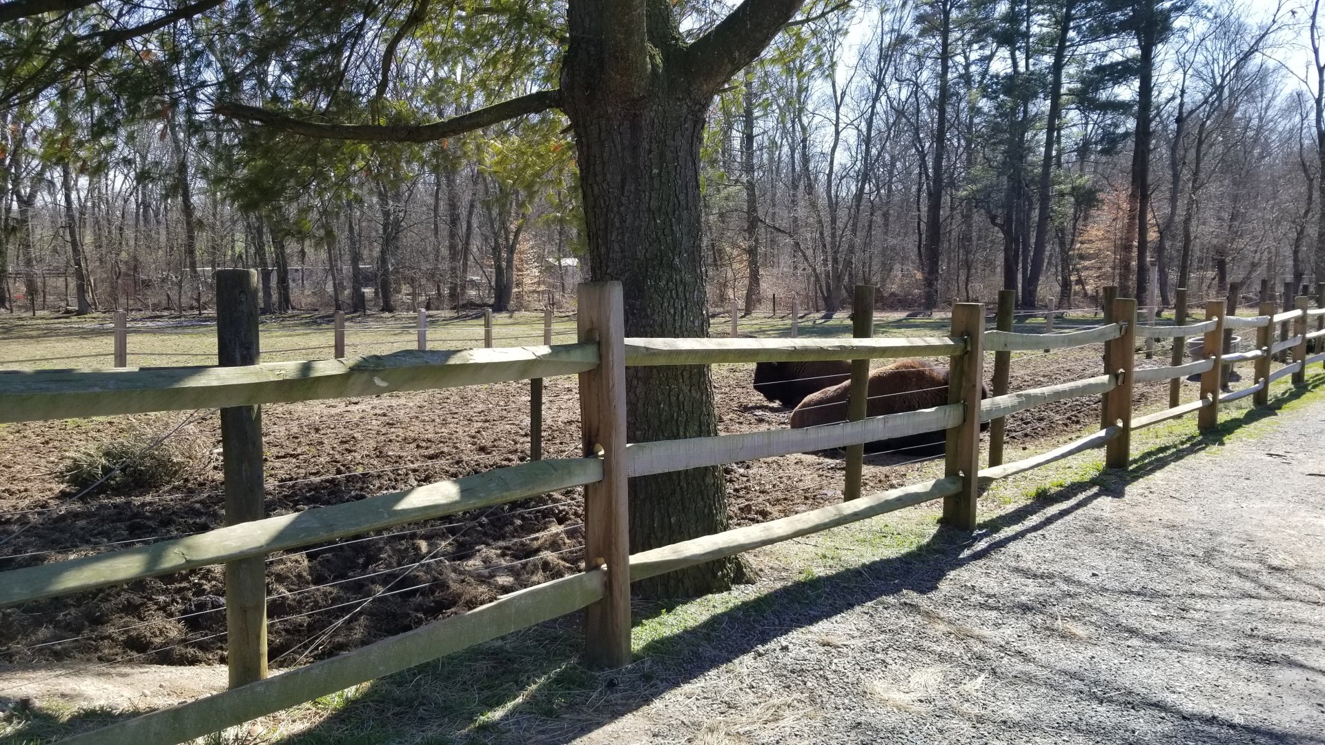Plumpton Park Zoo - American bison