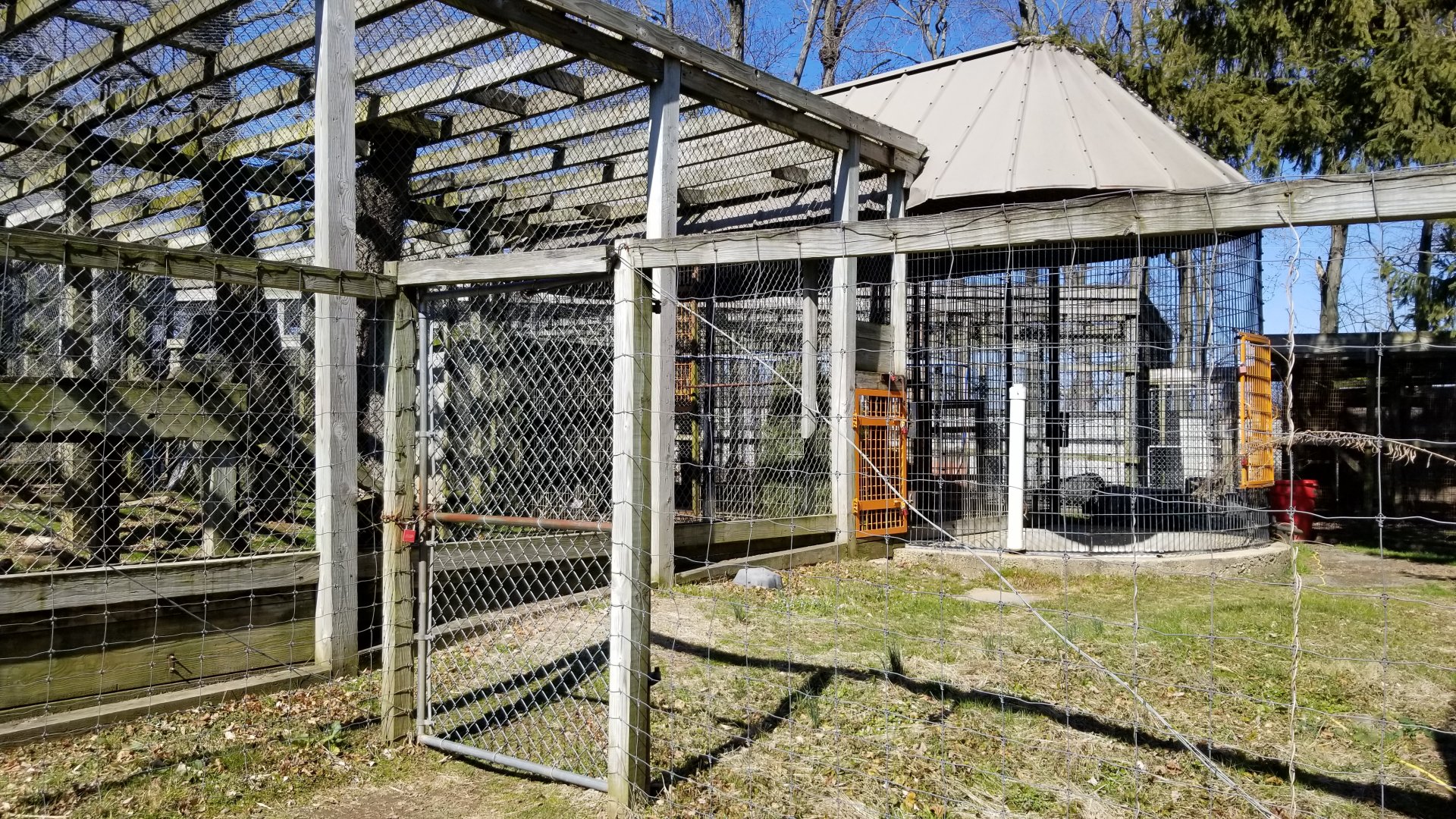Plumpton Park Zoo - American Black Bear from the side