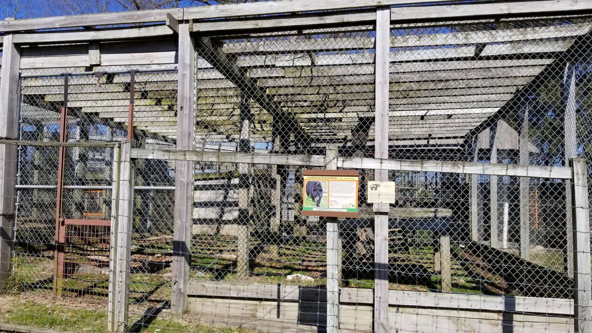 Plumpton Park Zoo - American Black Bear
