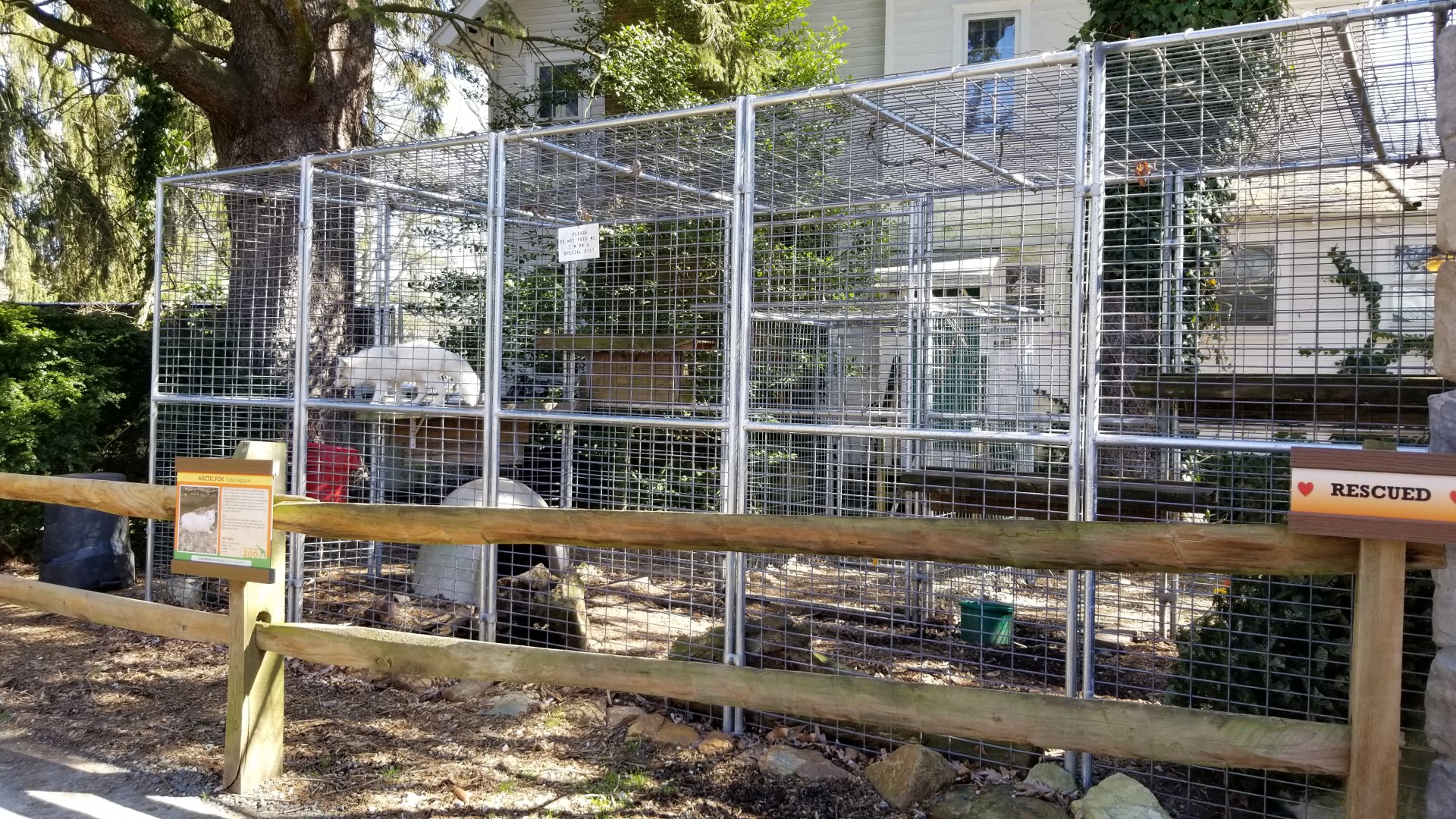 Plumpton Park Zoo - Arctic fox