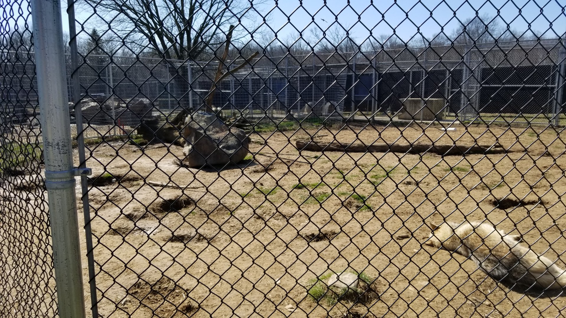 Plumpton Park Zoo - Arctic wolf exhibit 1