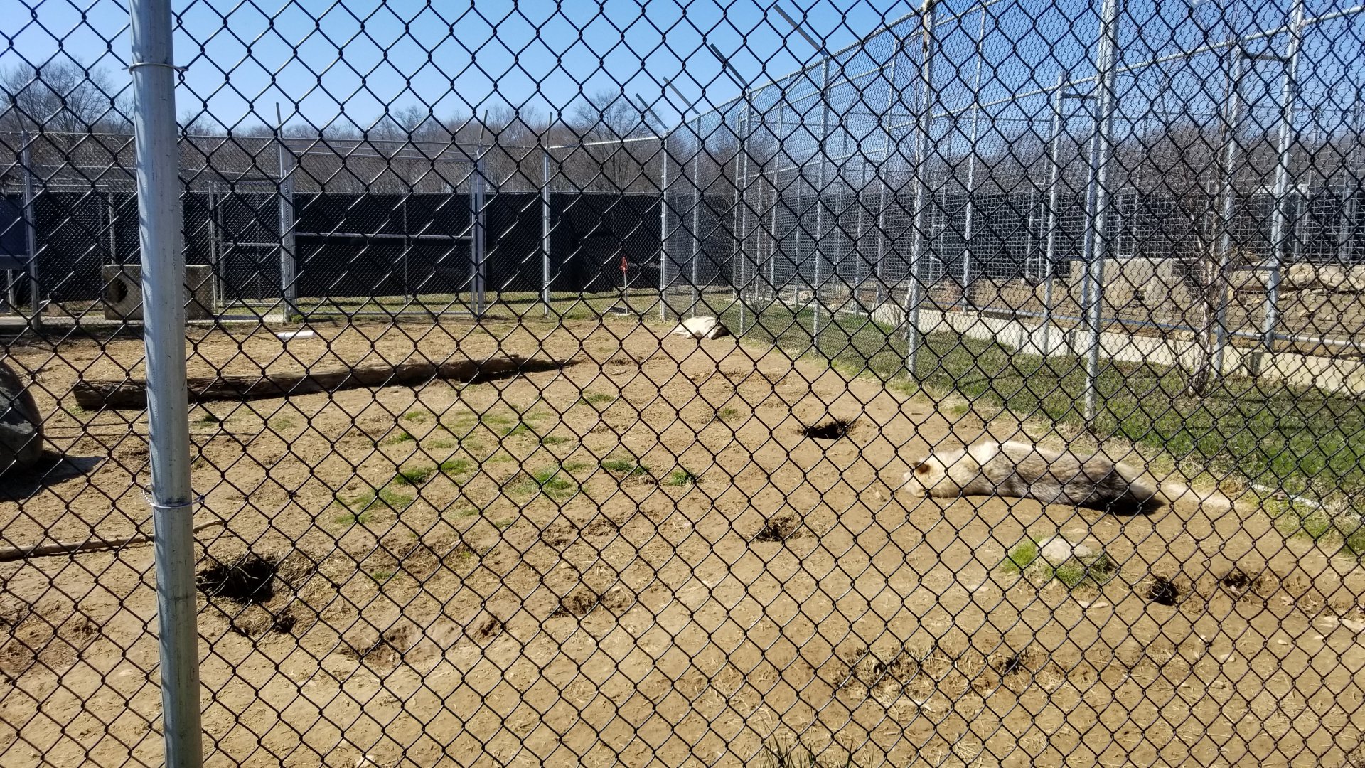 Plumpton Park Zoo - Arctic wolf exhibit 1