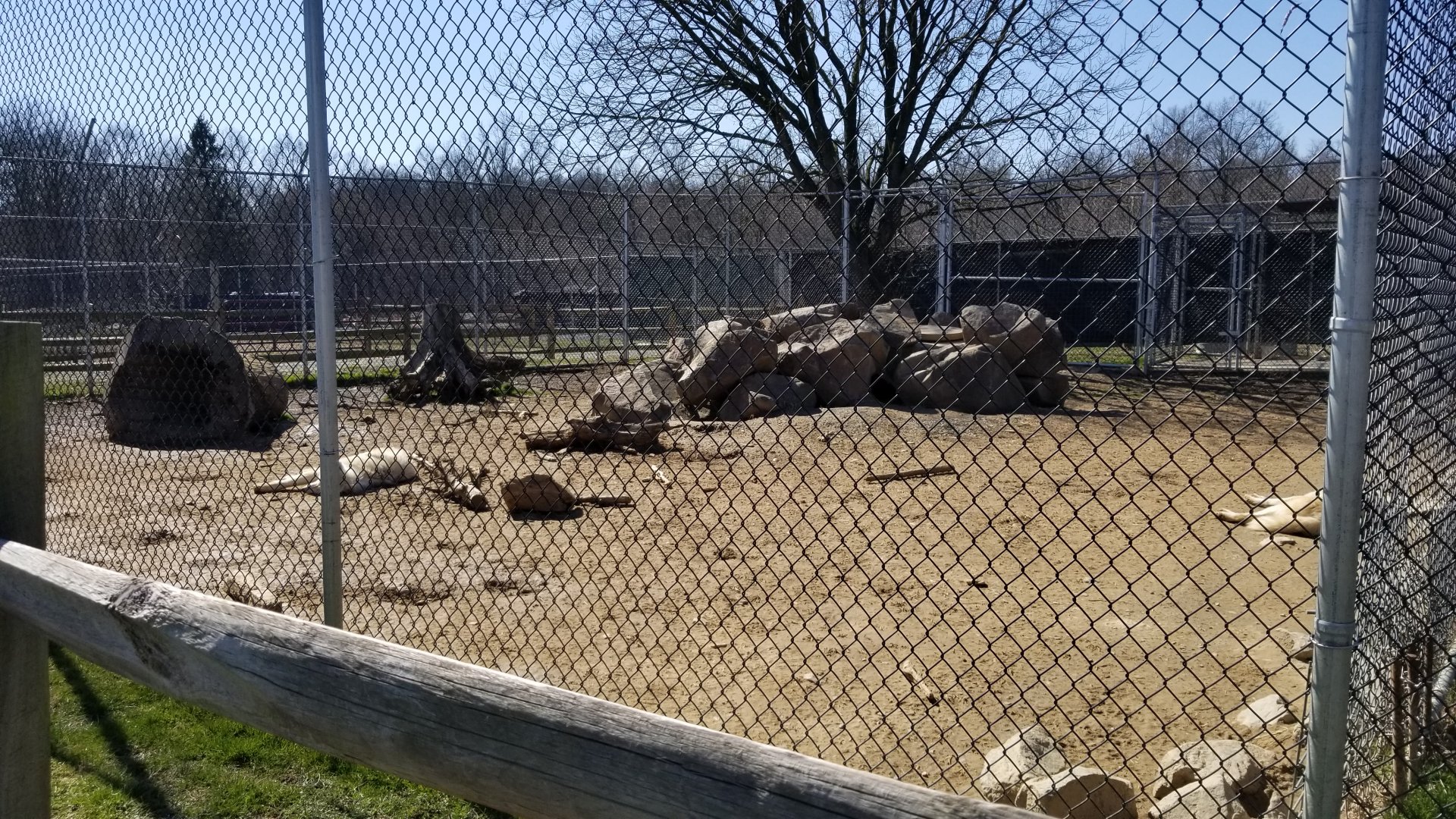Plumpton Park Zoo - Arctic wolf exhibit 2