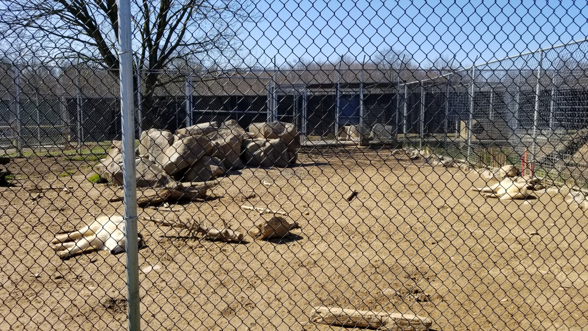 Plumpton Park Zoo - Arctic wolf exhibit 2