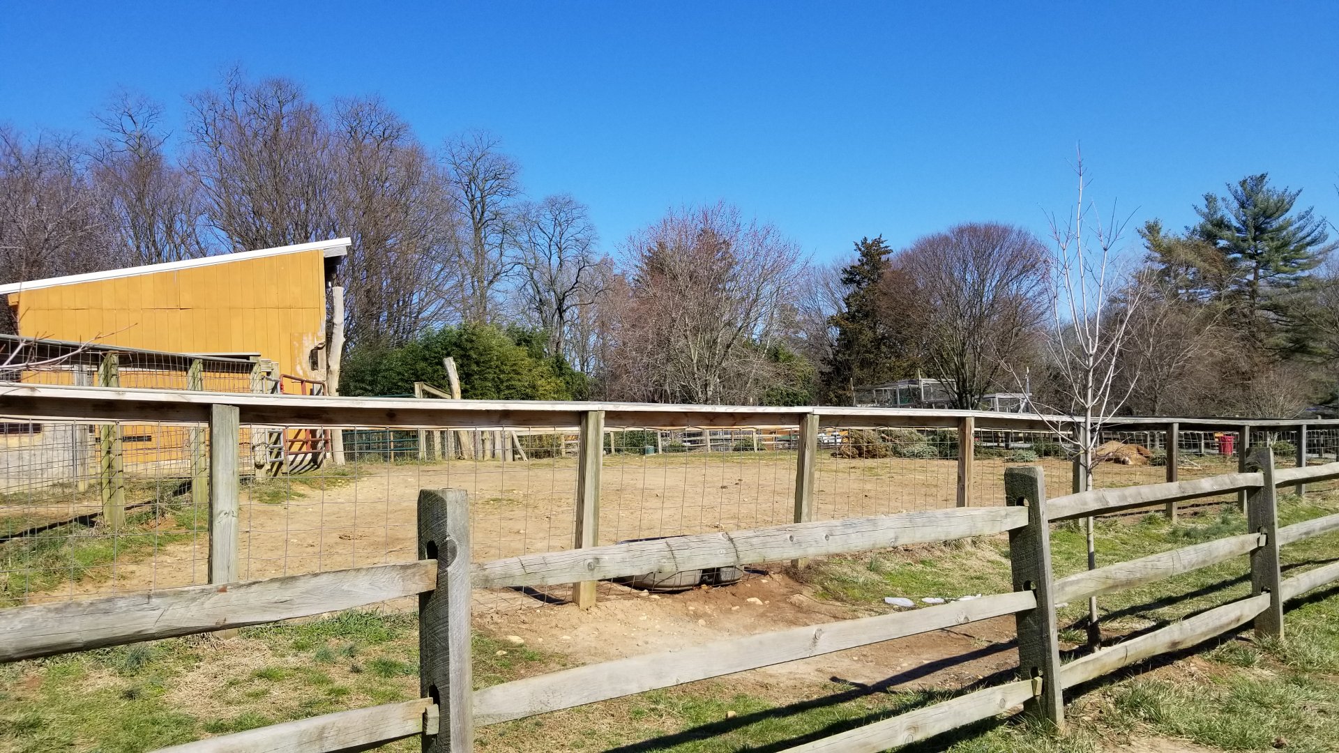 Plumpton Park Zoo - Bactrian camels