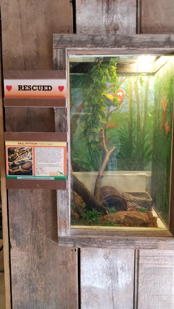 Plumpton Park Zoo - Ball python