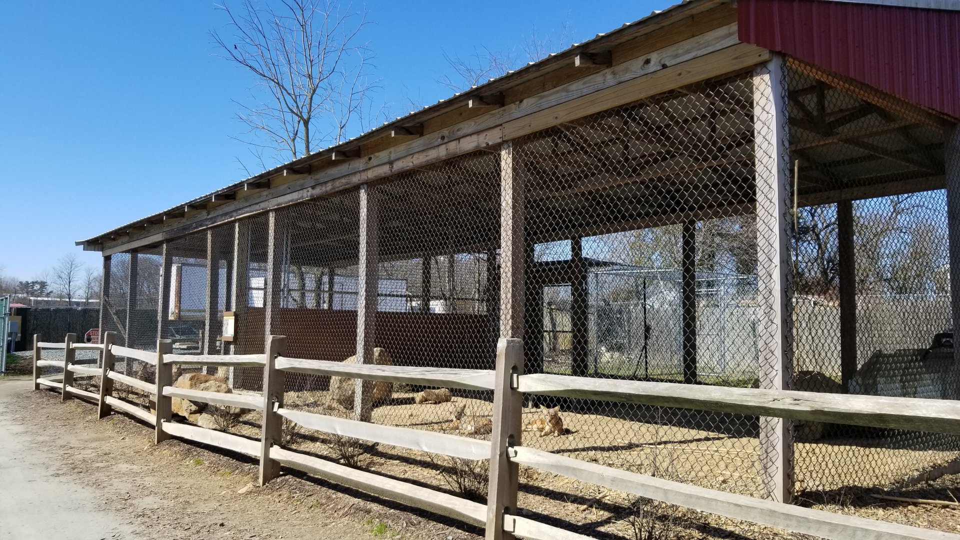 Plumpton Park Zoo - Black-backed jackals