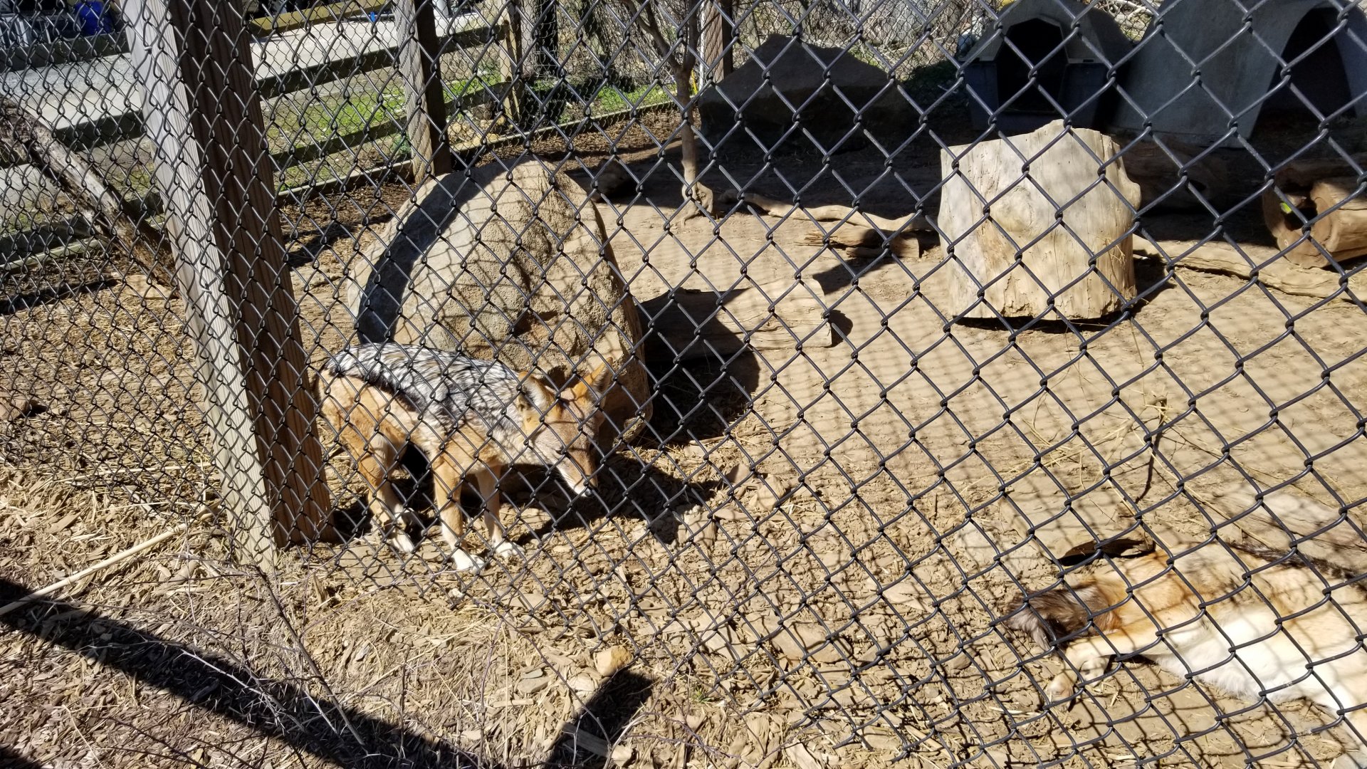 Plumpton Park Zoo - Black-backed jackals