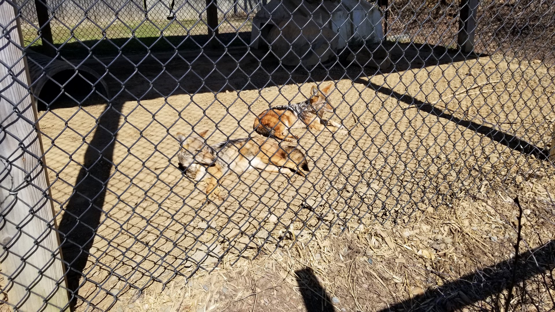 Plumpton Park Zoo - Black-backed jackals