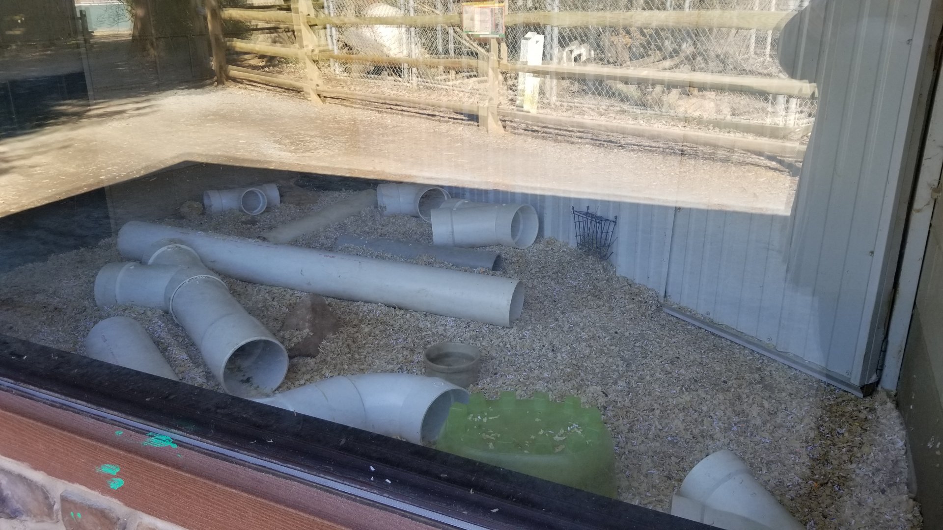 Plumpton Park Zoo - Black-tailed prairie dogs