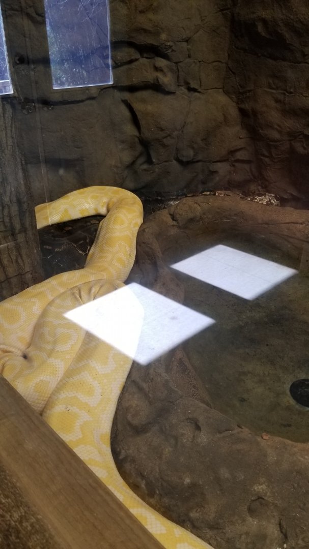 Plumpton Park Zoo - Boa constrictor (labeled Red-tailed Boa) and albino Burmese python