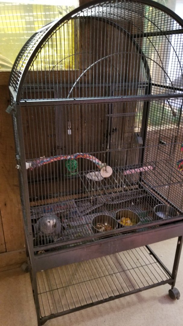 Plumpton Park Zoo - Congo African Grey Parrot