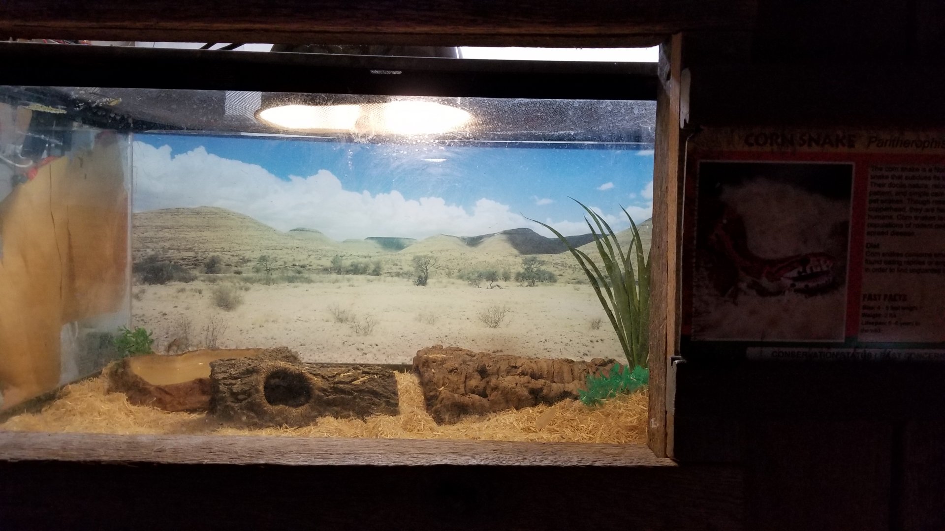 Plumpton Park Zoo - Corn snake