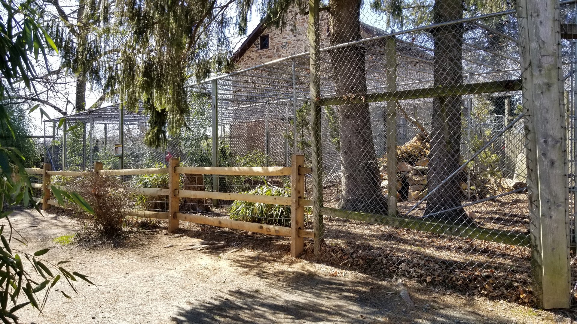 Plumpton Park Zoo - Cougar