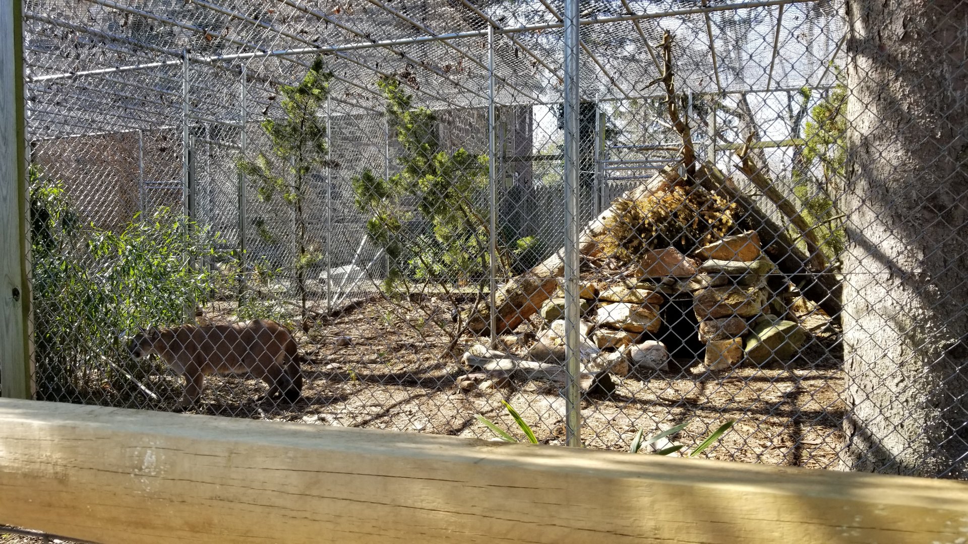 Plumpton Park Zoo - Cougar