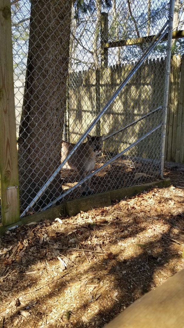 Plumpton Park Zoo - Cougar