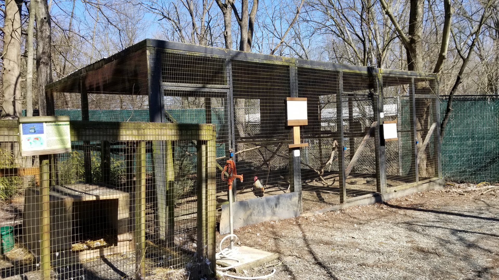 Plumpton Park Zoo - Domestic chickens