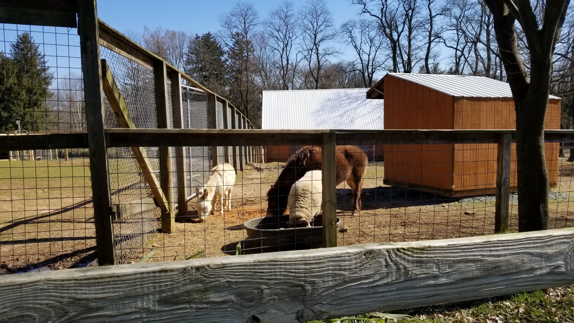 Plumpton Park Zoo - Donkeys
