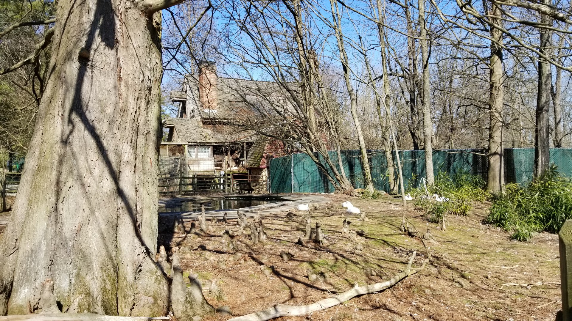 Plumpton Park Zoo - Duck pond