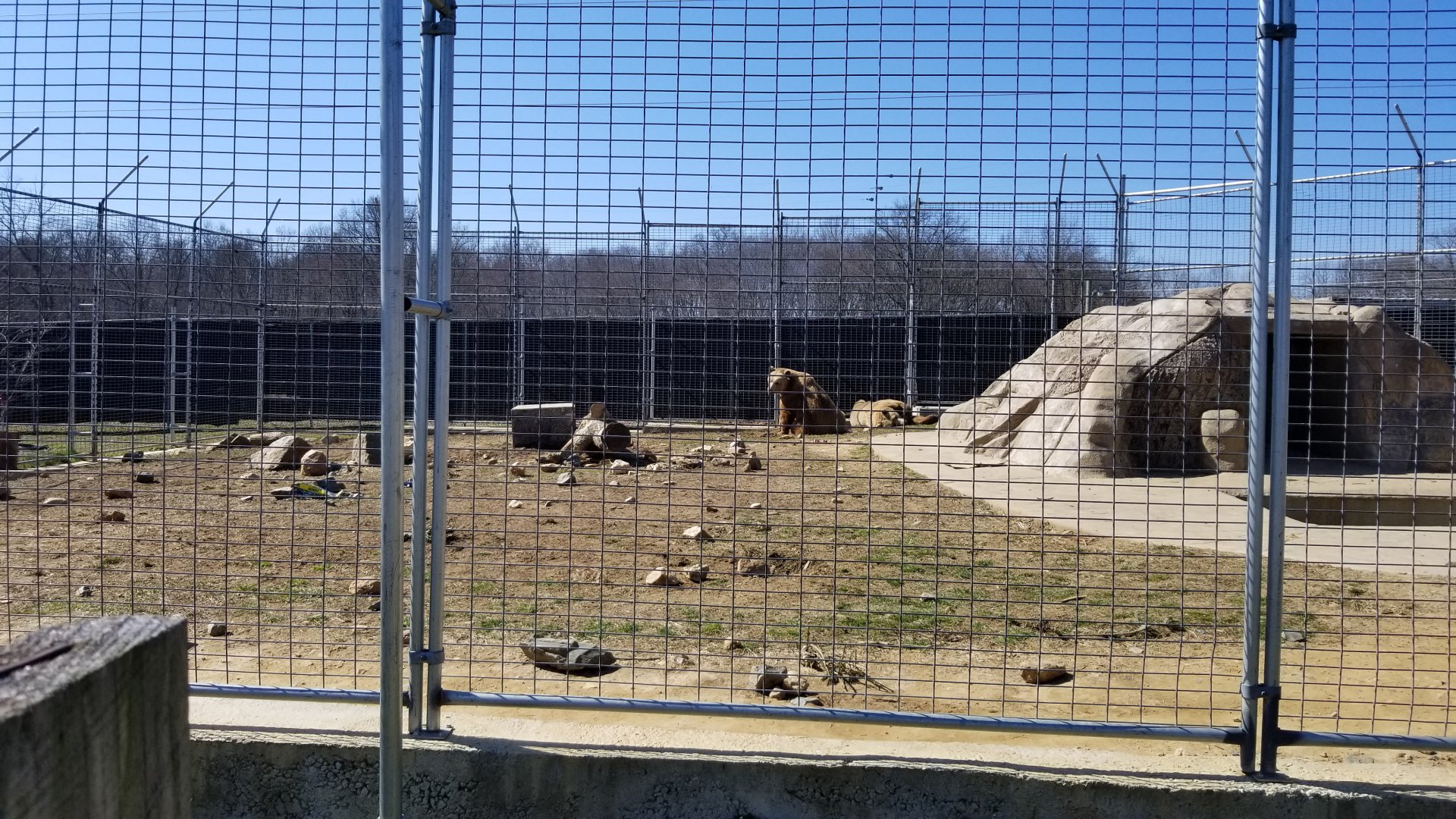 Plumpton Park Zoo - Eurasian brown bears