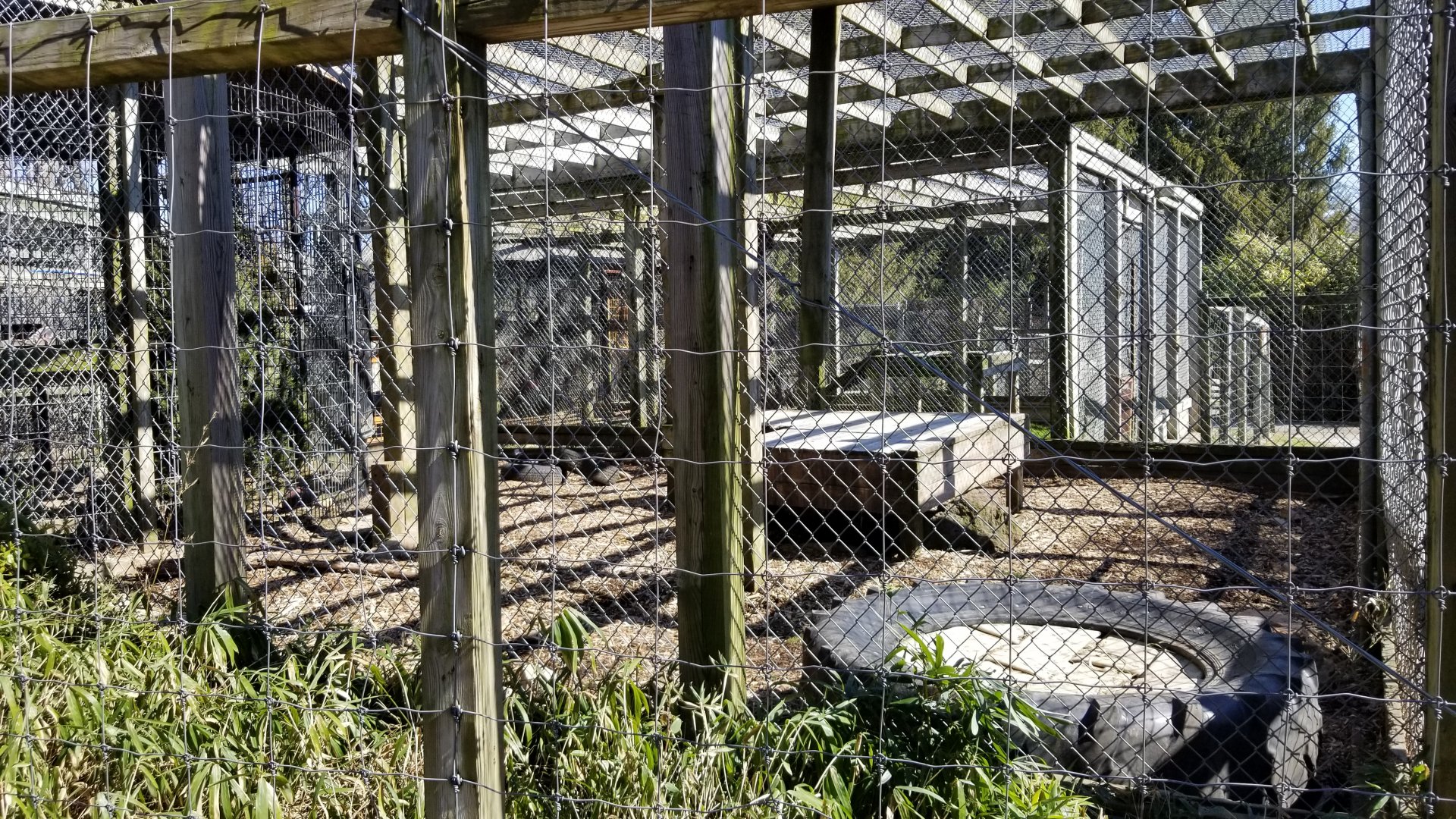 Plumpton Park Zoo - European brown bear from the side