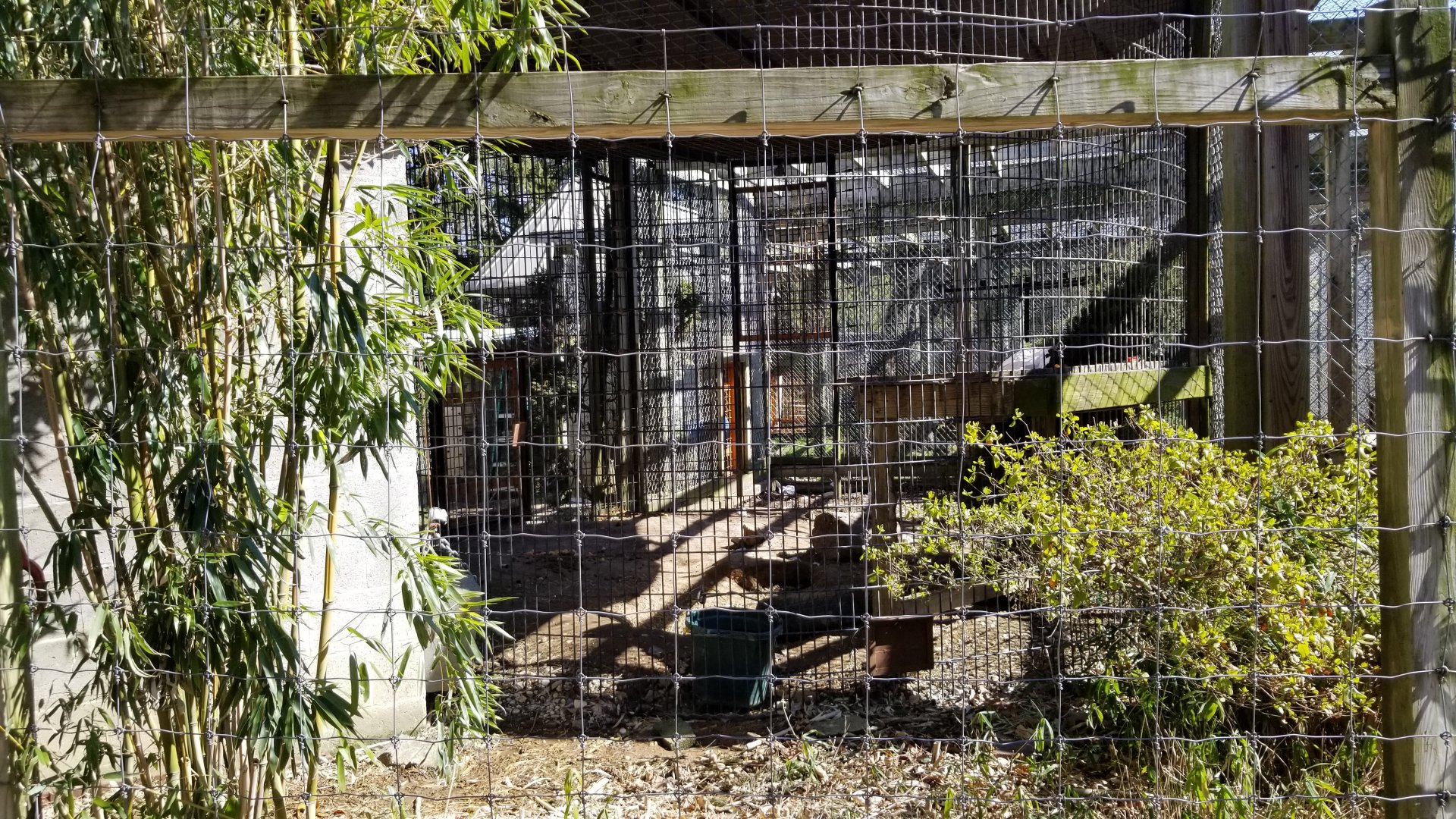 Plumpton Park Zoo - European brown bear rear