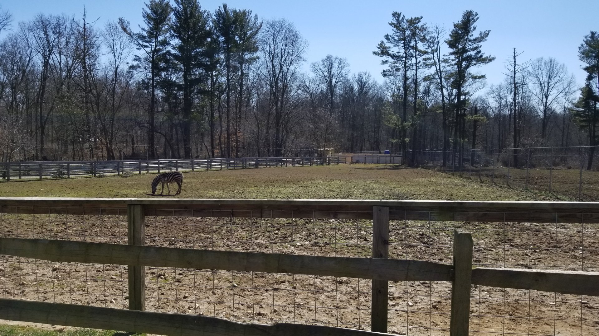 Plumpton Park Zoo - Grevy's Zebra