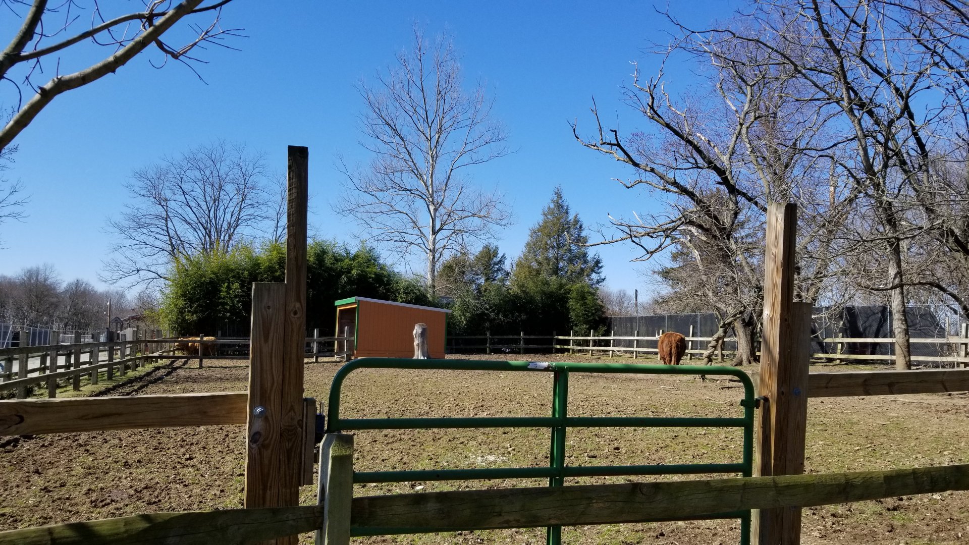 Plumpton Park Zoo - Highland Cattle