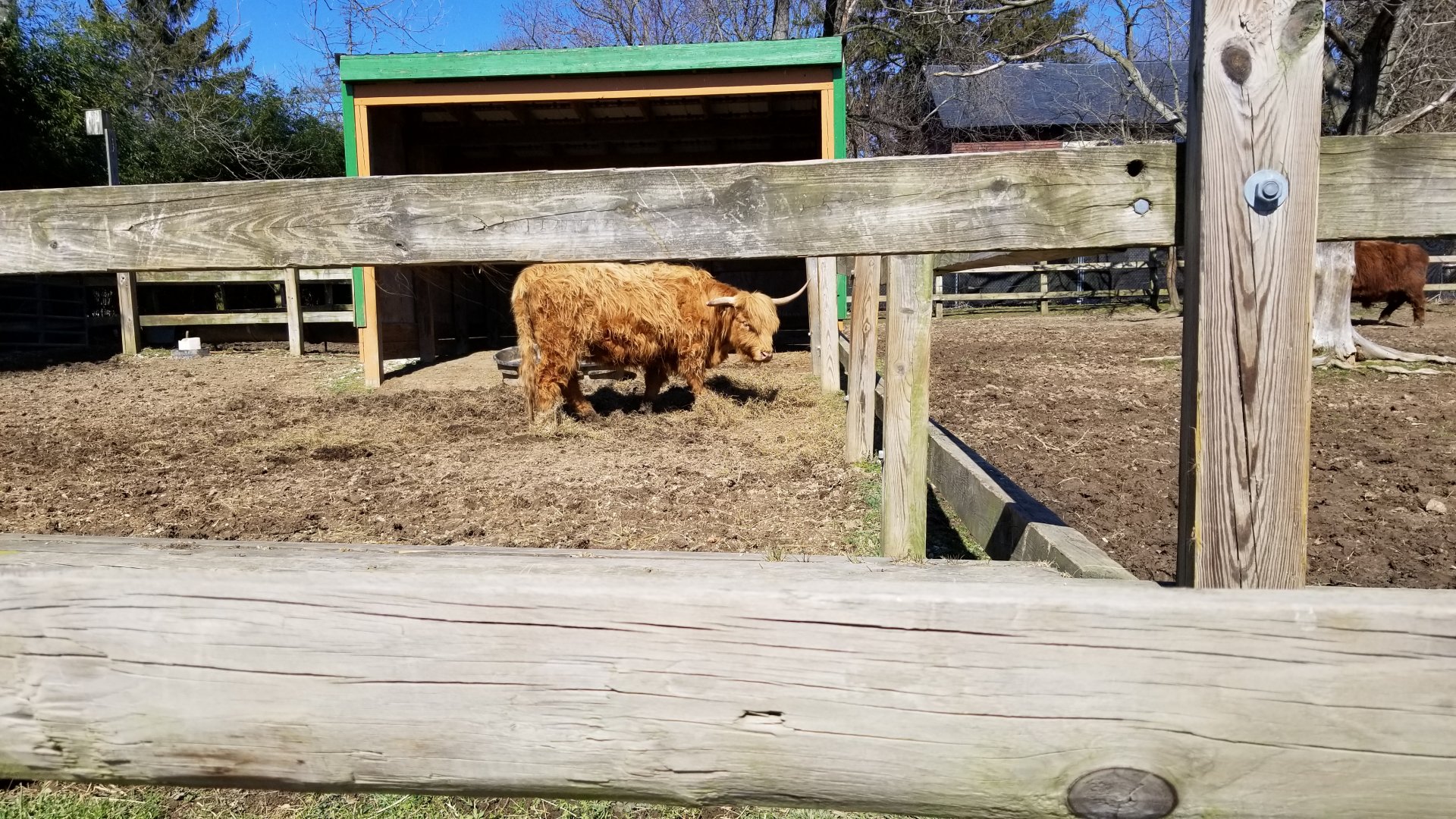 Plumpton Park Zoo - Highland cattle