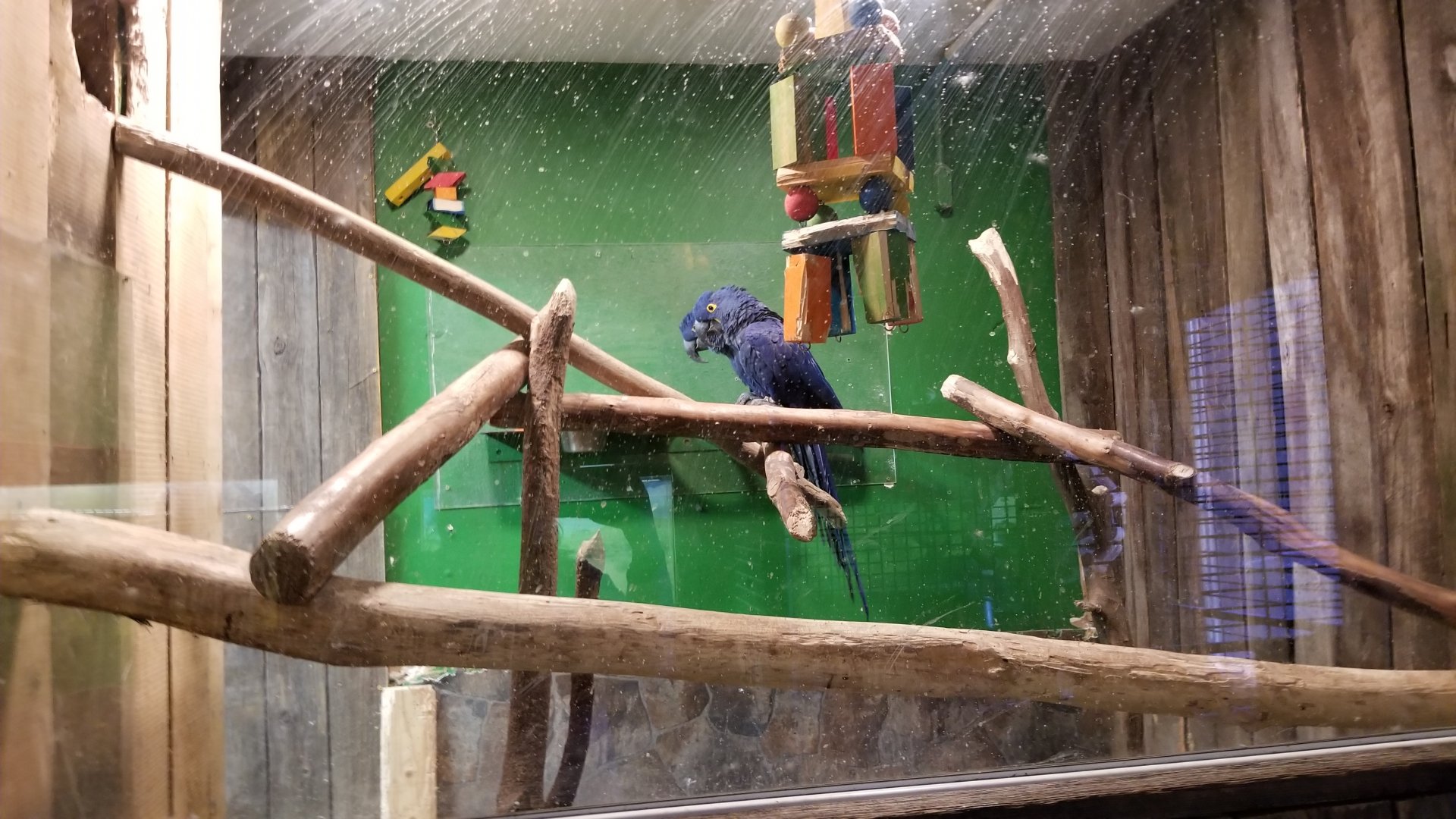 Plumpton Park Zoo - Hyacinth Macaws