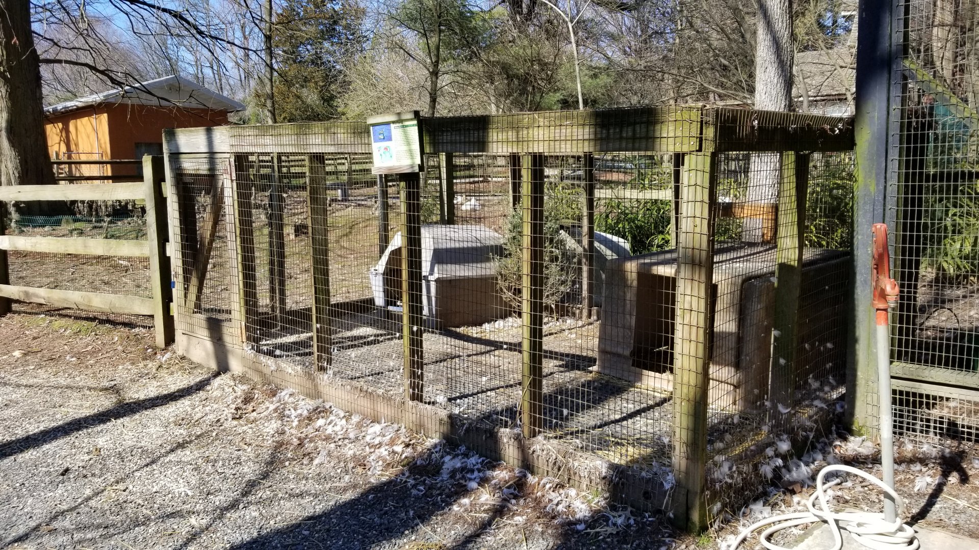 Plumpton Park Zoo - Mallards