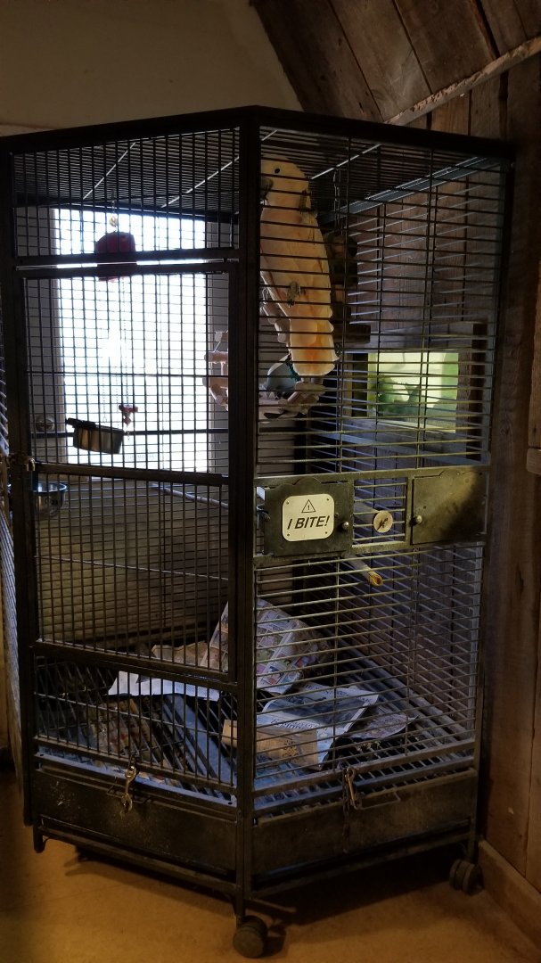 Plumpton Park Zoo - Moluccan Cockatoo