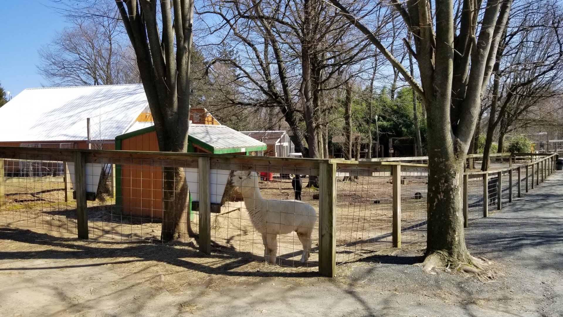 Plumpton Park Zoo - more alpacas