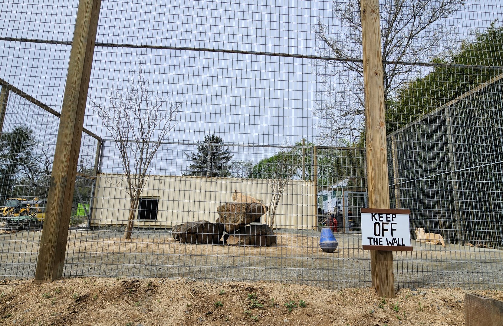 Plumpton Park Zoo - "New" Lion exhibit