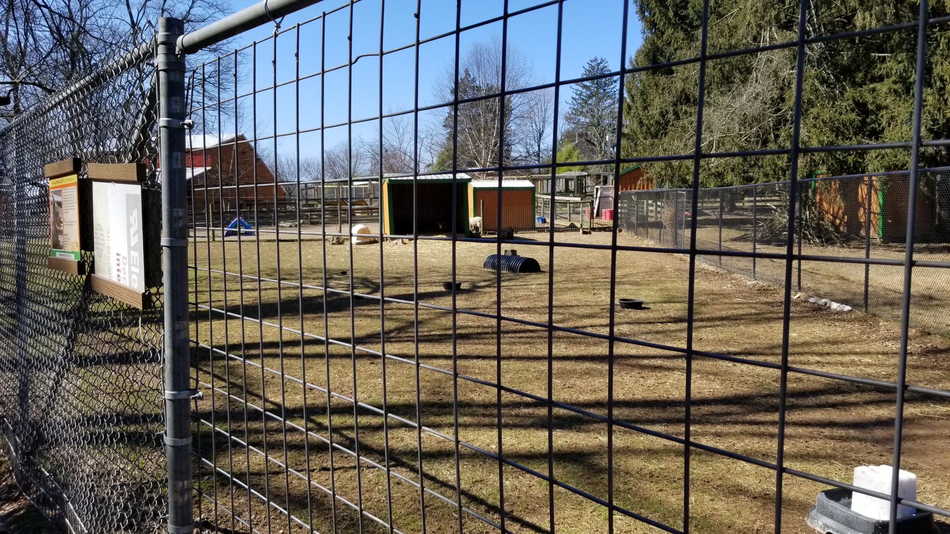 Plumpton Park Zoo - Patagonian Mara and Reeve's Muntjac