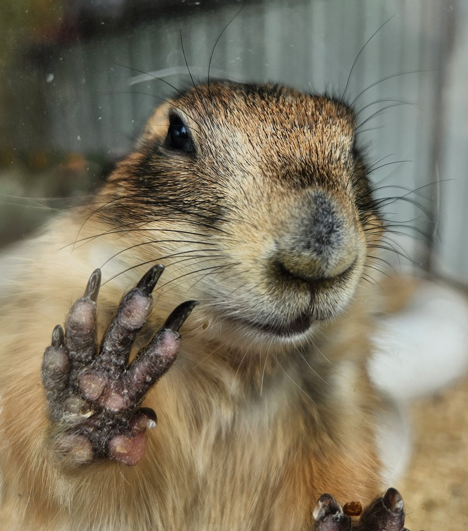Plumpton Park Zoo - Prairie Dog
