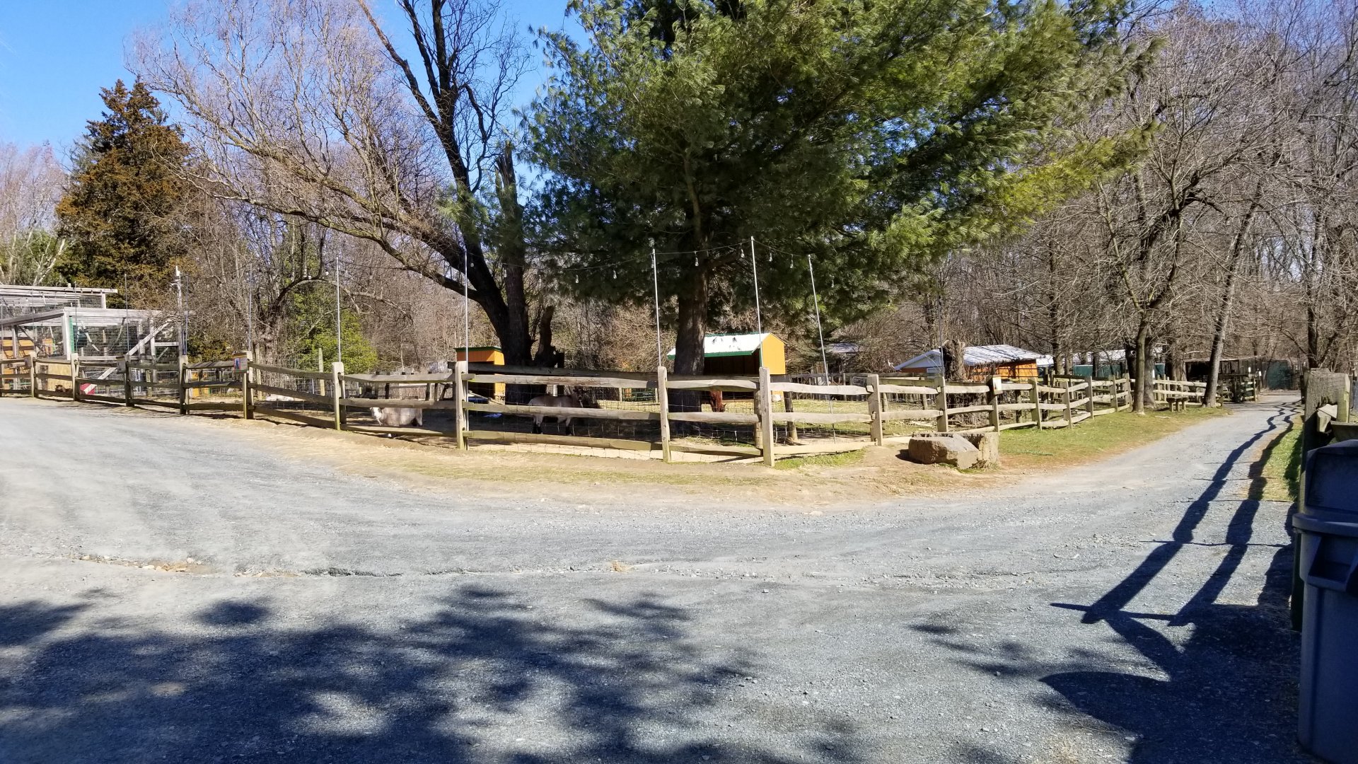 Plumpton Park Zoo - Pygmy goats