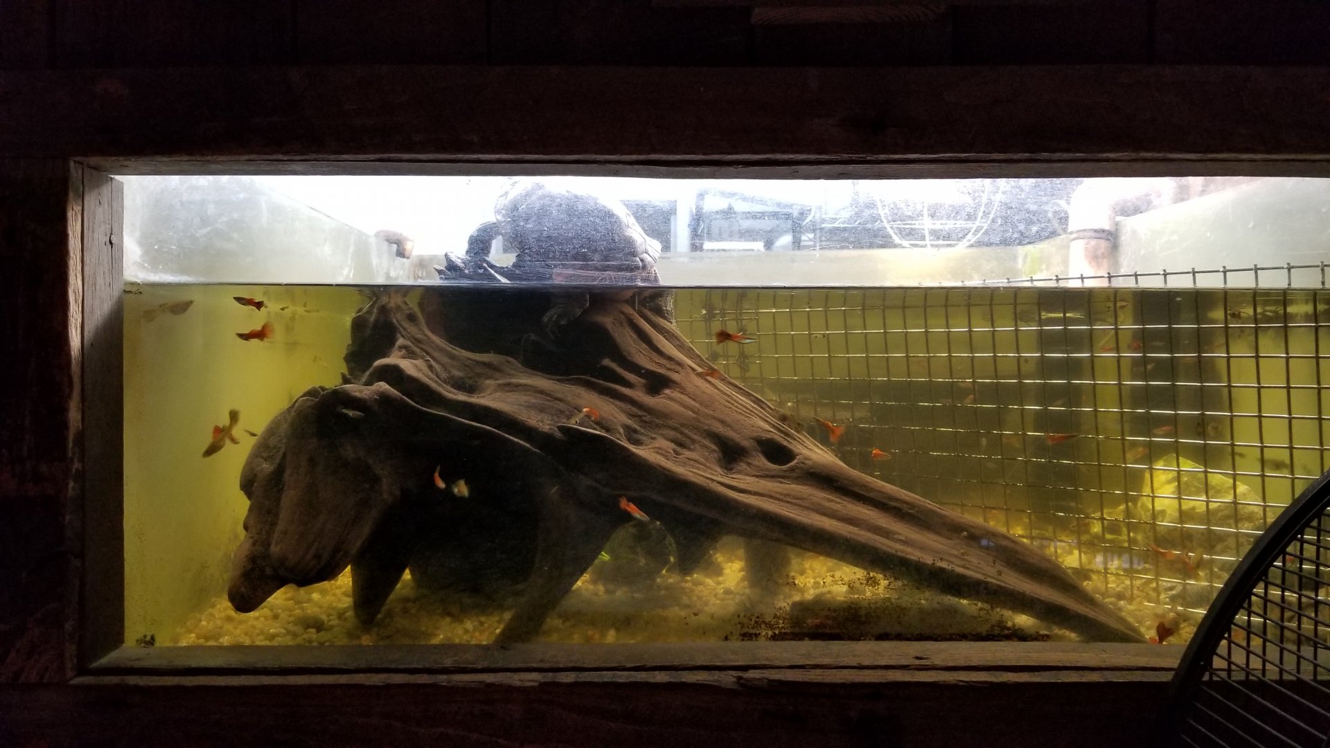 Plumpton Park Zoo - Red-eared Slider