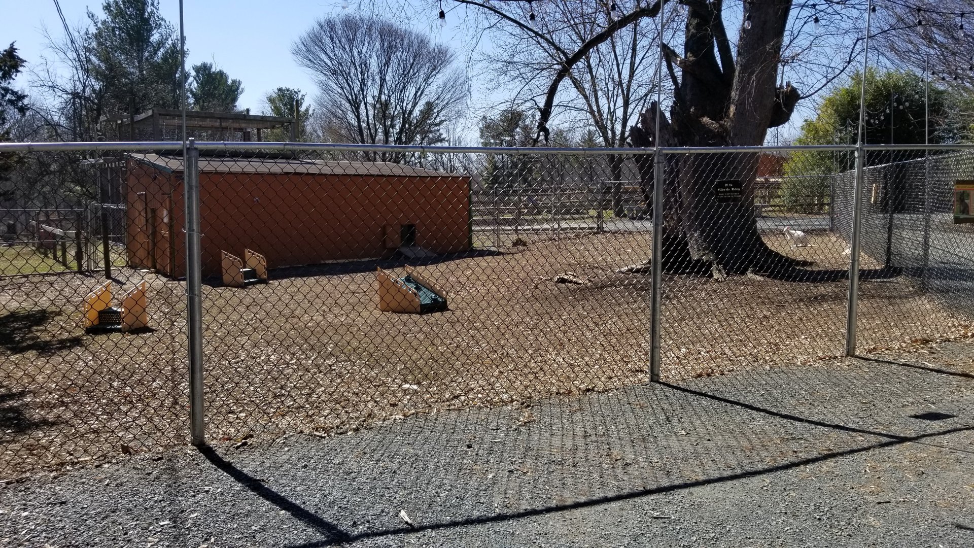 Plumpton Park Zoo - Red-necked wallaby