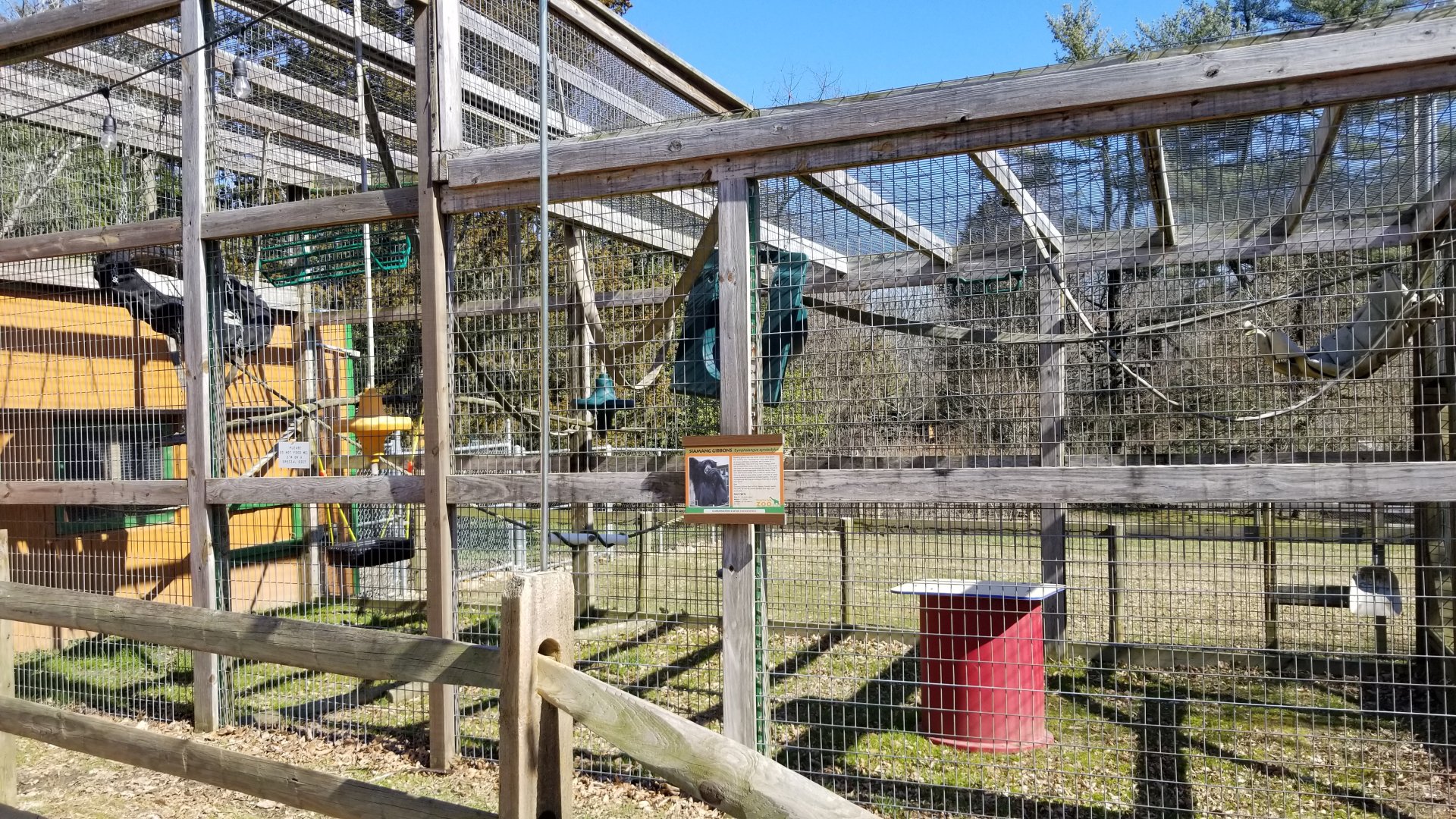 Plumpton Park Zoo - Siamang