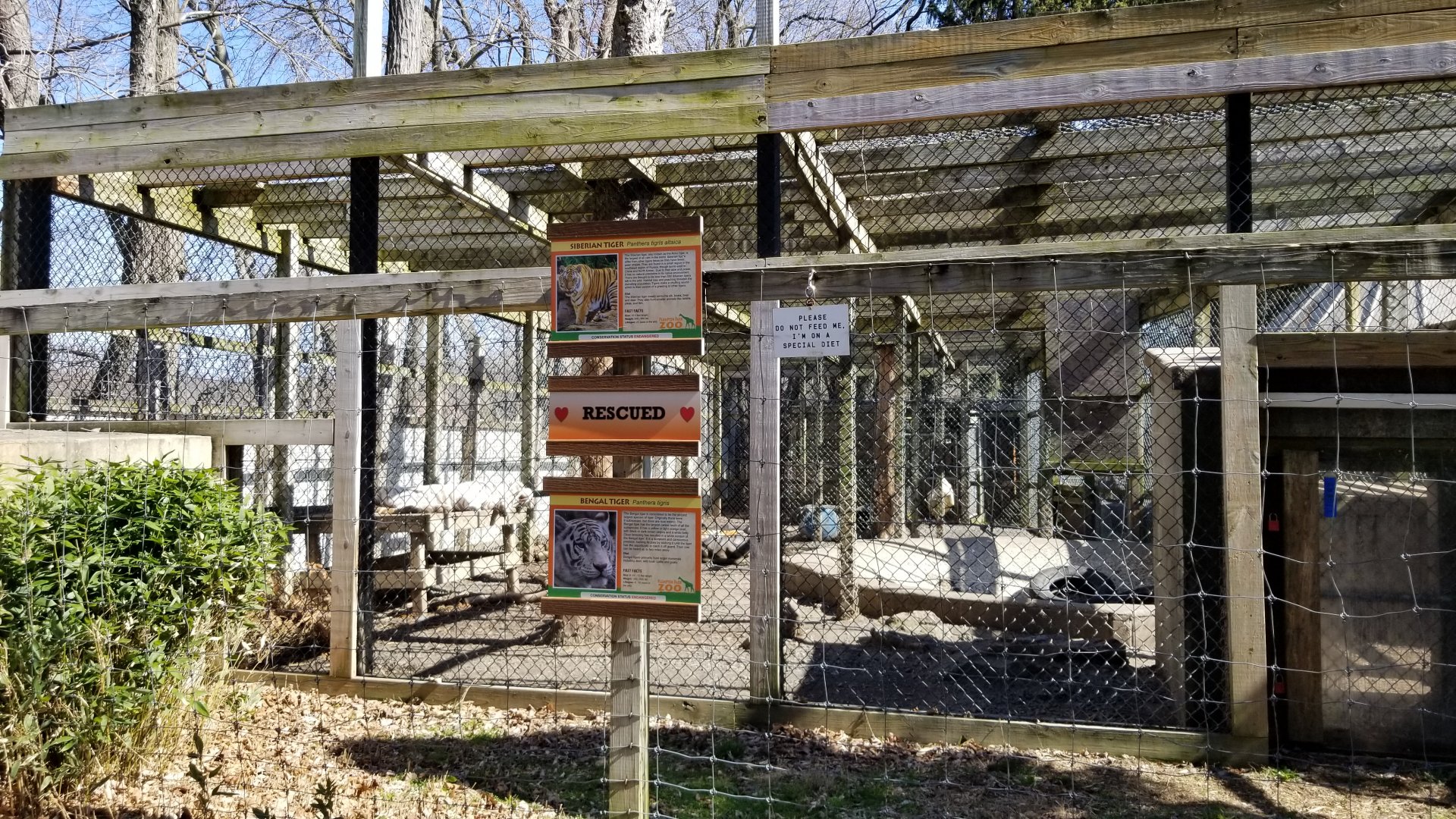 Plumpton Park Zoo - Siberian and white Bengal tigers