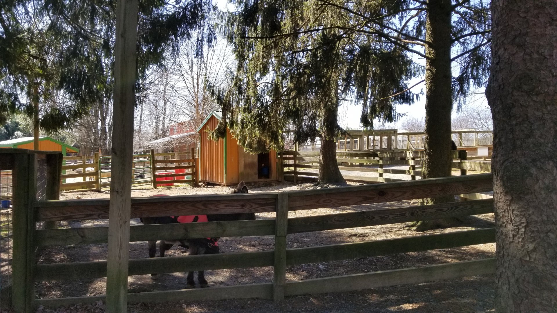 Plumpton Park Zoo - Sicilian Donkey